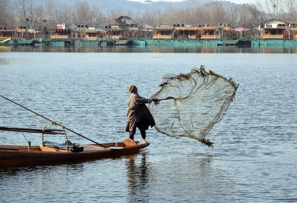 ‘Nearly 6 in 10 fish in Dal Lake are common carp’