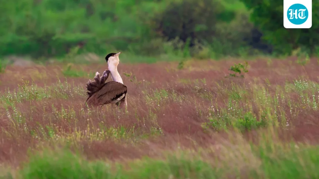 From the edge of extinction, two captive-bred Great Indian Bustards released into wild in Rajasthan