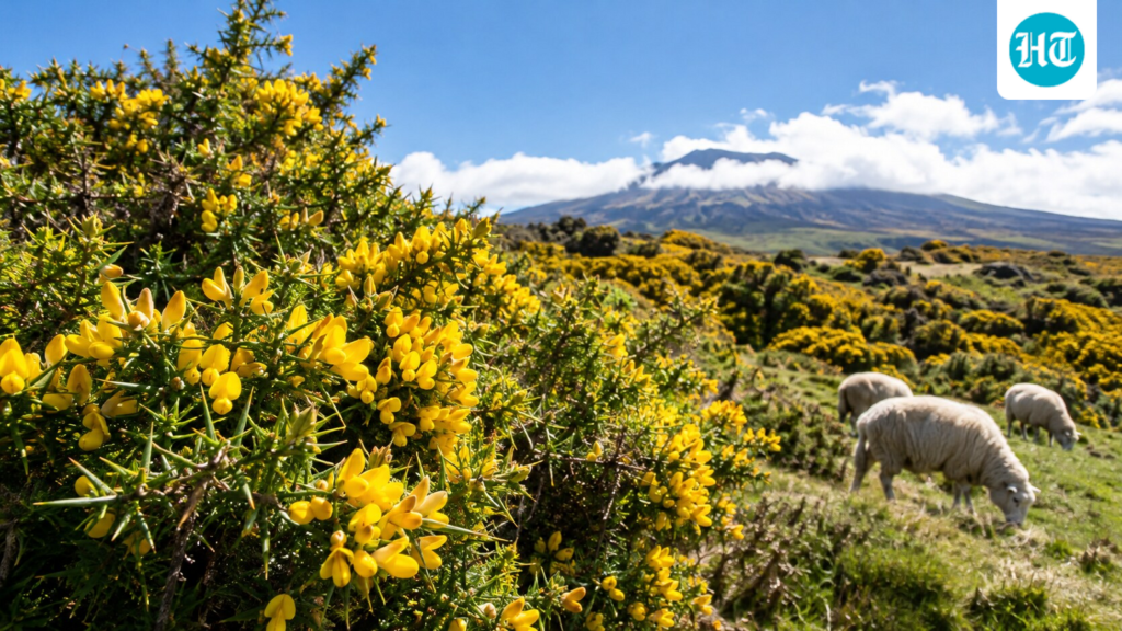 Hawaii brought in gorse as sheep forage in the early 1900s; after the sheep industry faded, the thorny shrub spread across more than 35,000 acres