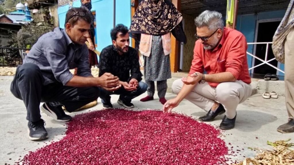 From kitchen staple to cash crop