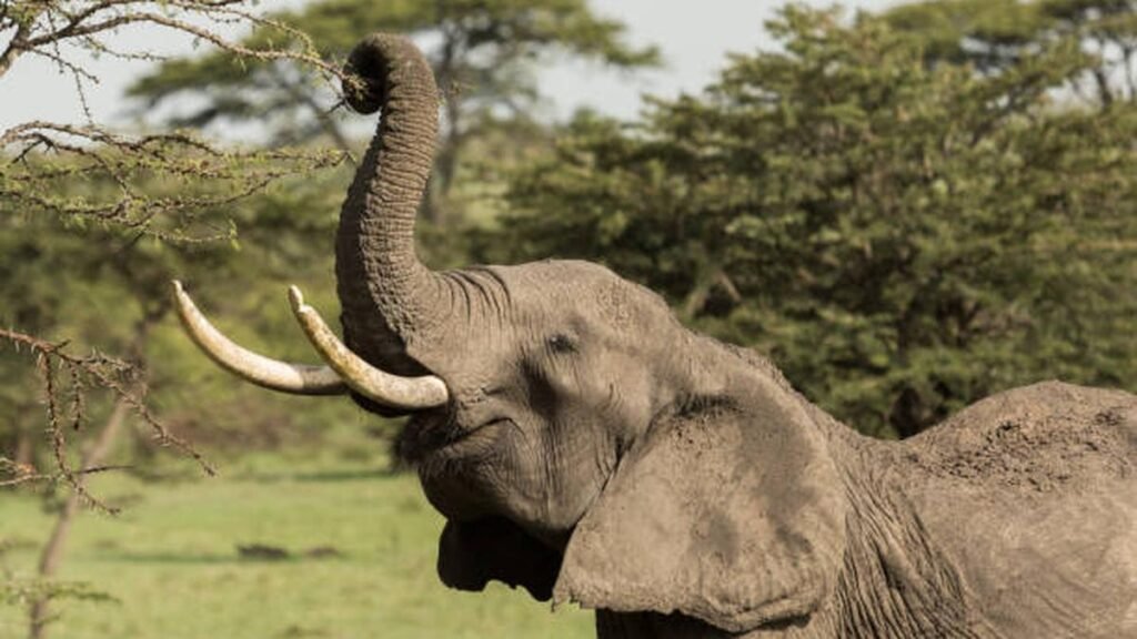 After great apes, scientists find African elephants self-medicate too