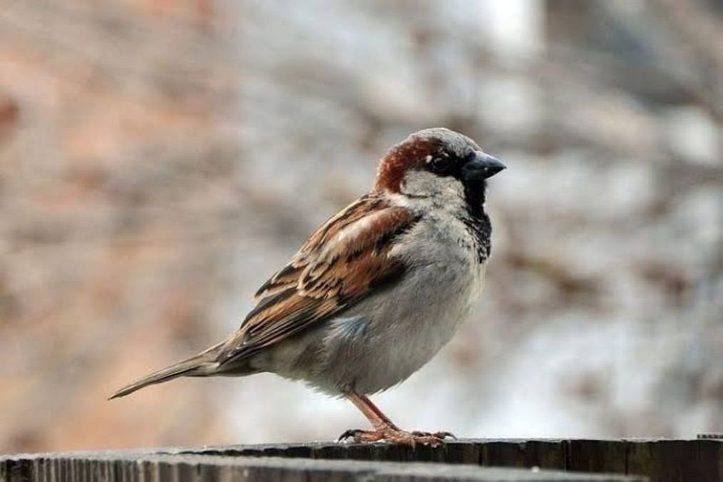 The Vanishing Sparrow