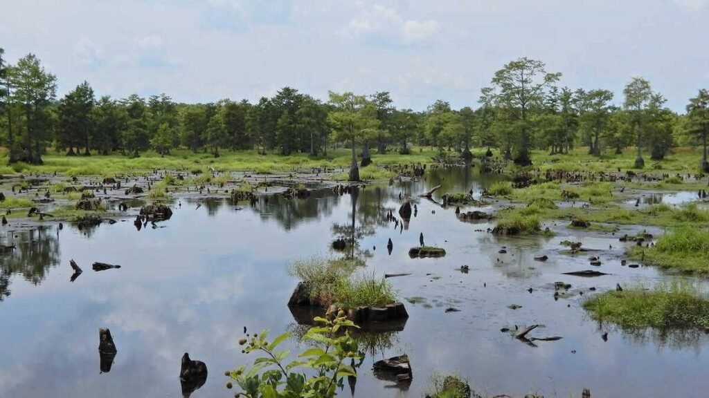 Wetlands: Kashmir’s Vanishing Life Support