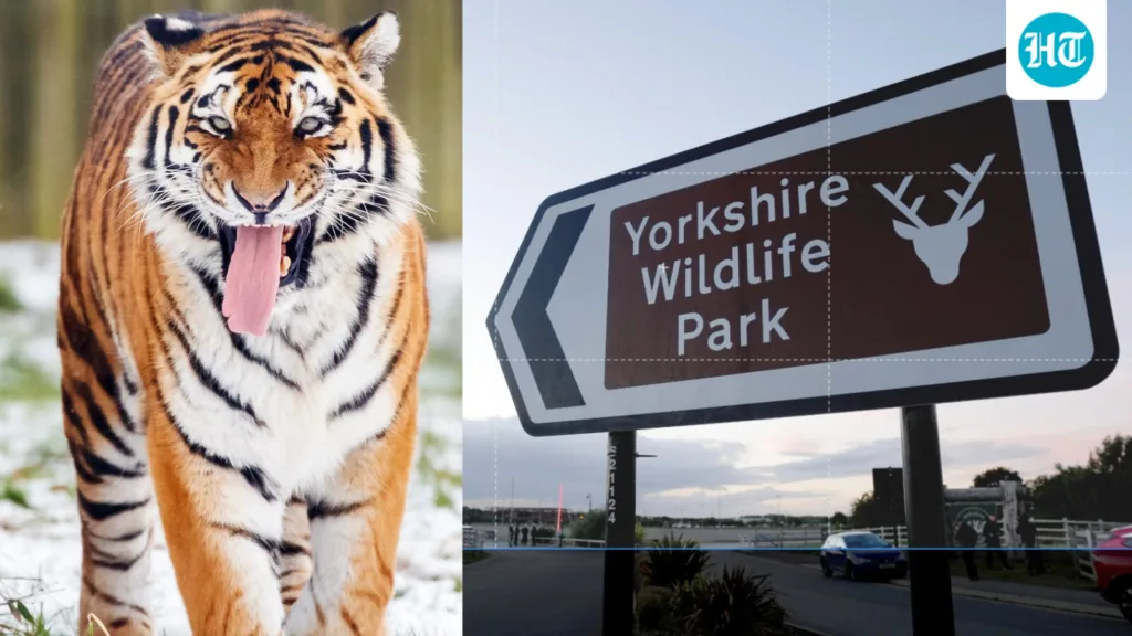 Man enters tiger enclosure at England wildlife park, gets killed in attack